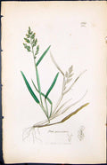 Old Print Poa Procumbeus Colour Smith Sowerby 1847 British Plants Botany 19th