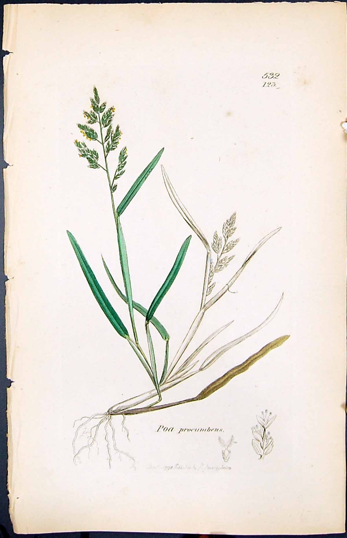 Old Print Poa Procumbeus Colour Smith Sowerby 1847 British Plants Botany 19th