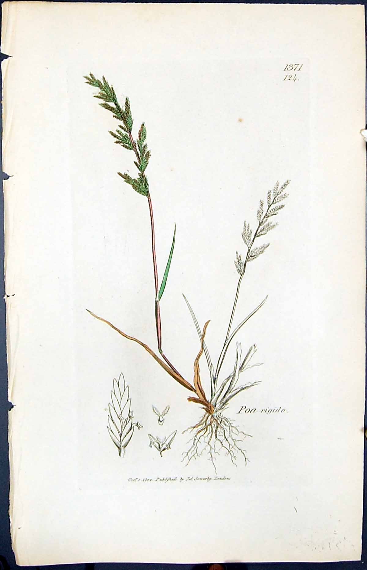 Antique Old Print Poa Rigida Colour Smith Sowerby 1847 British Plants Botany