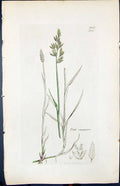 Antique Print Poa Compressa Colour Smith Sowerby 1847 British Plants Botany