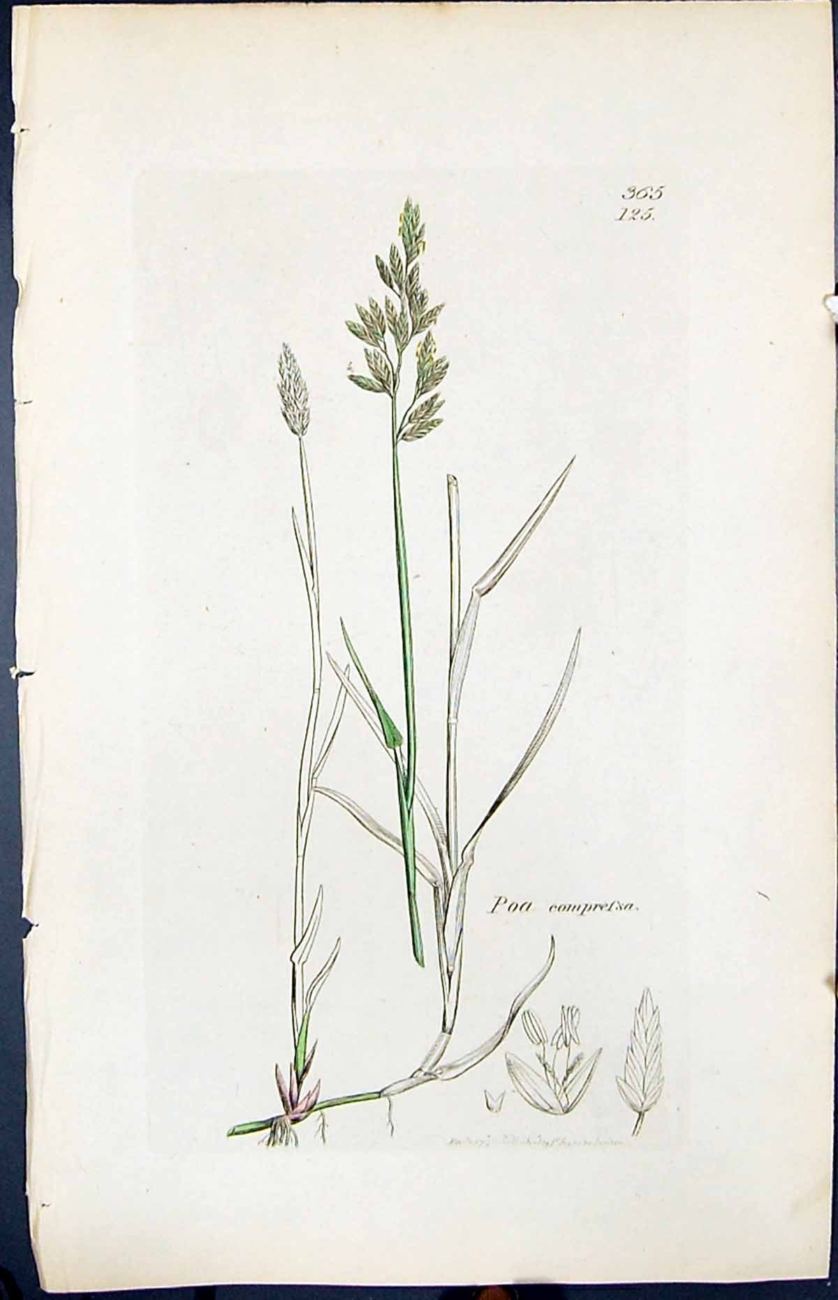 Antique Print Poa Compressa Colour Smith Sowerby 1847 British Plants Botany