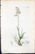 Antique Old Print Poa Alpina Colour Smith Sowerby 1847 British Plants Botany