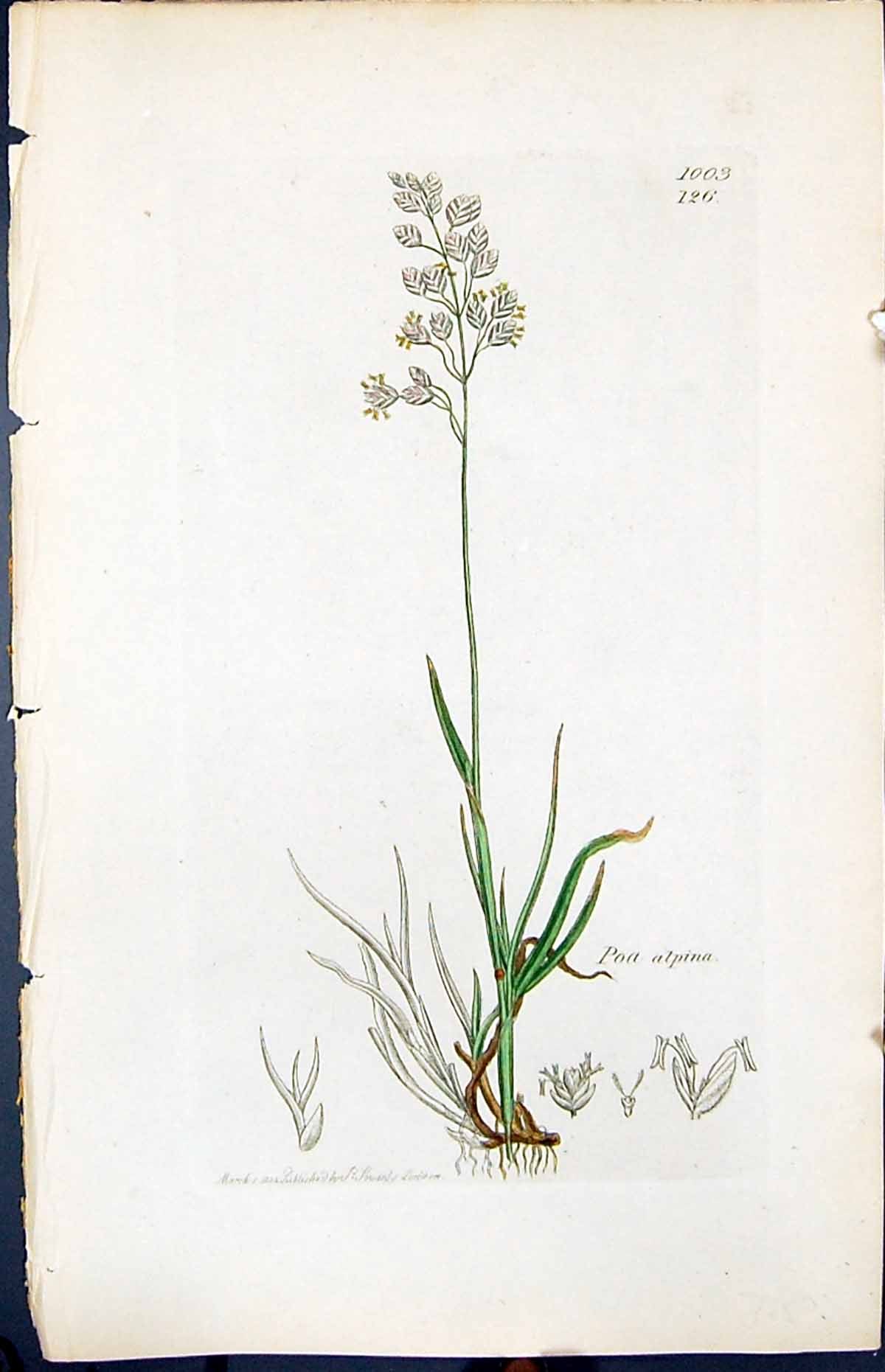 Antique Old Print Poa Alpina Colour Smith Sowerby 1847 British Plants Botany