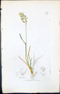 Antique Old Print Poa Laxa Colour Smith Sowerby 1847 British Plants Botany 19th