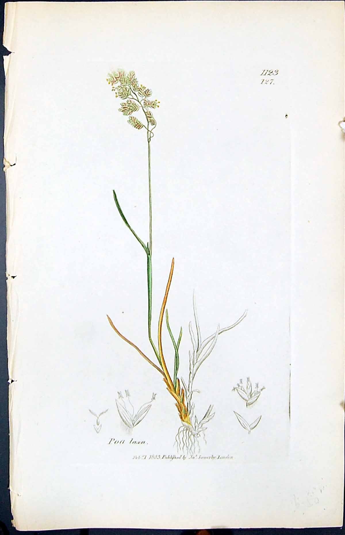 Antique Old Print Poa Laxa Colour Smith Sowerby 1847 British Plants Botany 19th