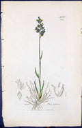 Antique Old Print Poa Bulbosa Colour Smith Sowerby 1847 British Plants Botany