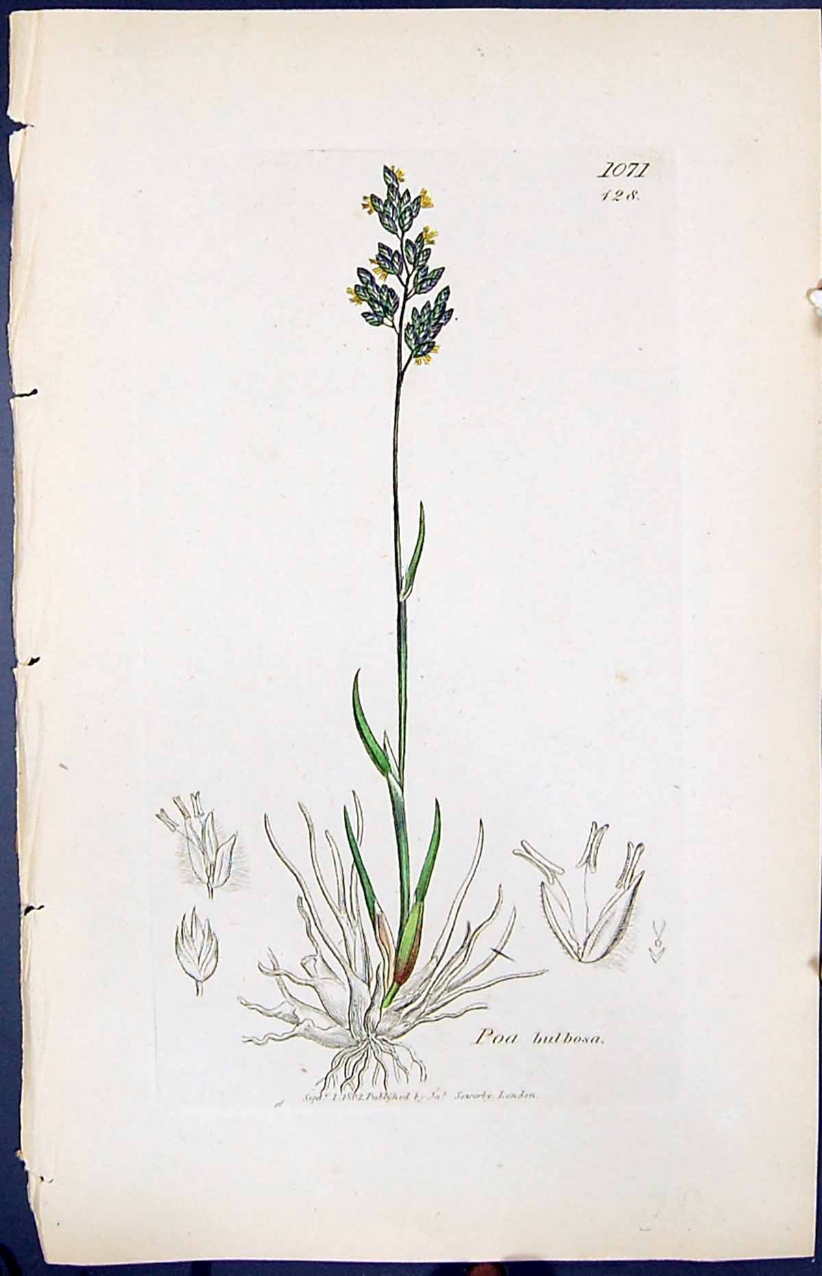 Antique Old Print Poa Bulbosa Colour Smith Sowerby 1847 British Plants Botany