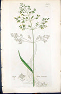 Antique Print Poa Trivialis Colour Smith Sowerby 1847 British Plants Botany
