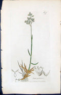 Antique Print Poa Pratensis Colour Smith Sowerby 1847 British Plants Botany
