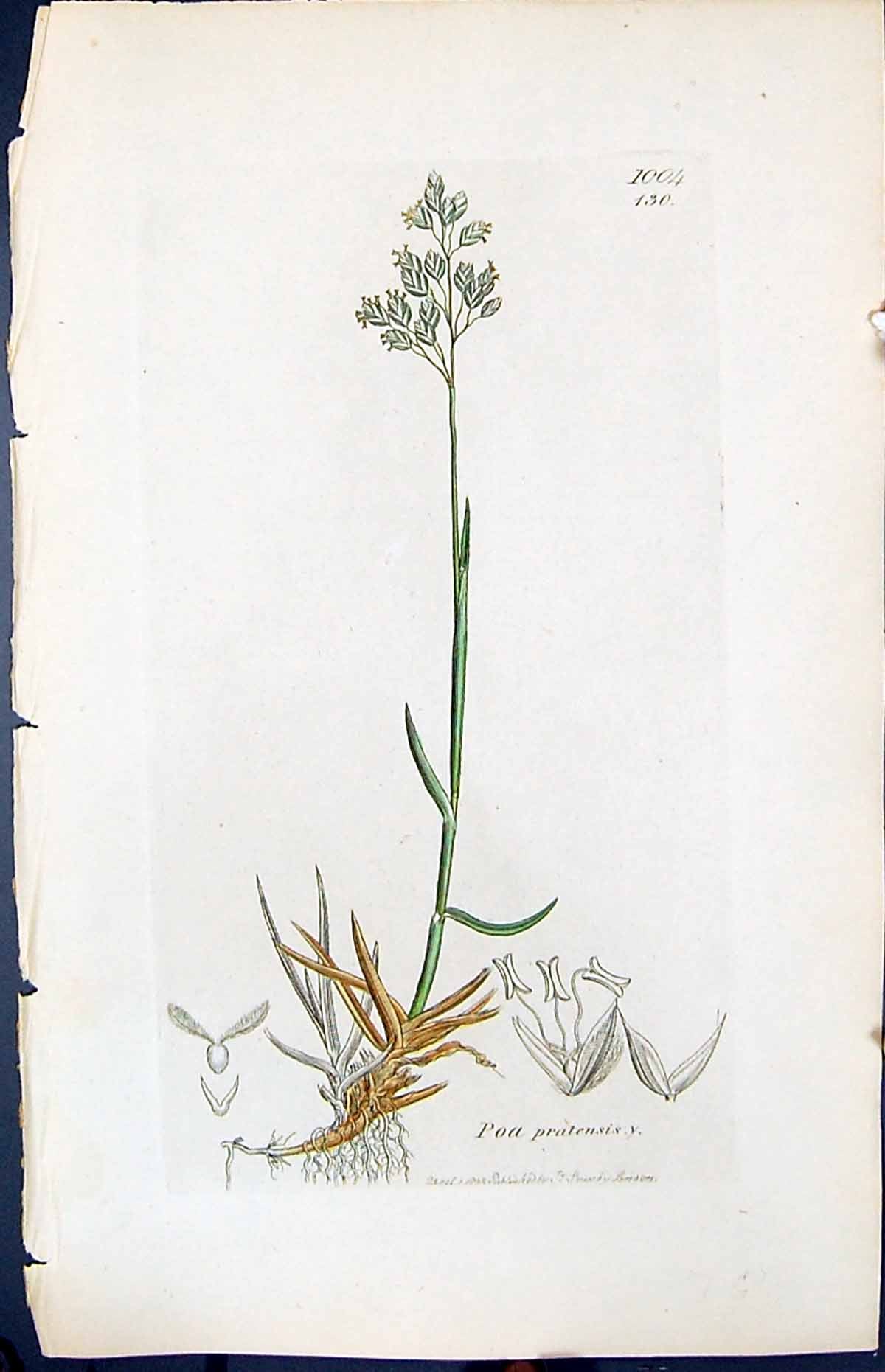 Antique Print Poa Pratensis Colour Smith Sowerby 1847 British Plants Botany