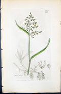 Antique Old Print Poa Annua Colour Smith Sowerby 1847 British Plants Botany