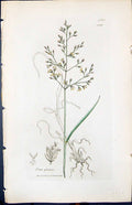 Antique Old Print Poa Glauca Colour Smith Sowerby 1847 British Plants Botany