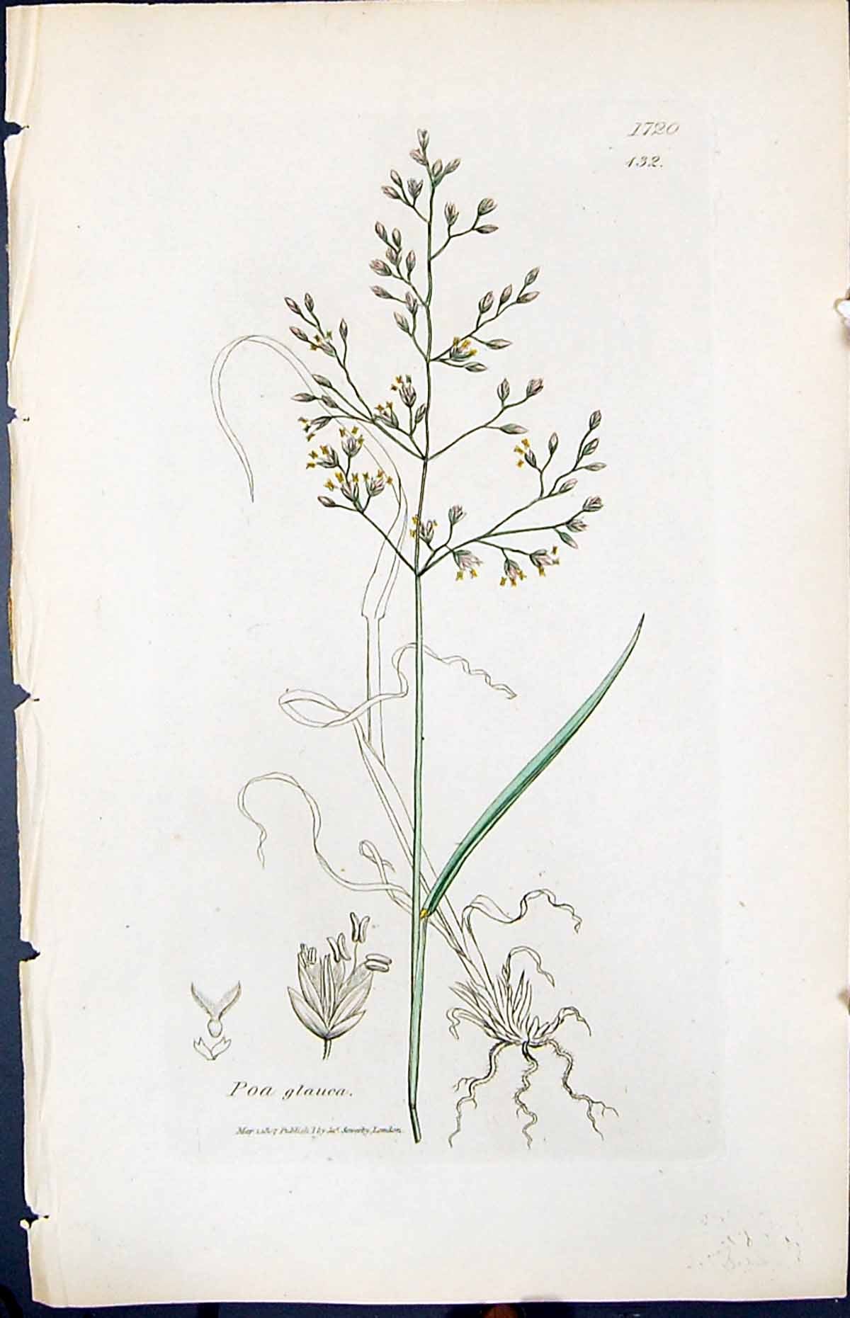 Antique Old Print Poa Glauca Colour Smith Sowerby 1847 British Plants Botany