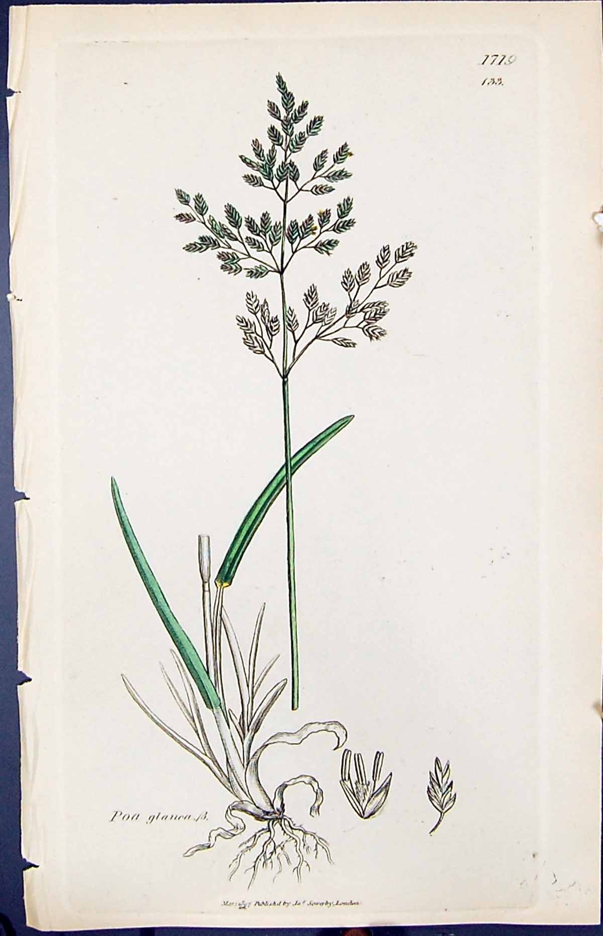 Old Poa Glauca Colour Smith Sowerby 1847 British Plants Botany Ref.2 Victorian