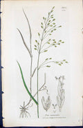 Antique Print Poa Nemoralis Colour Smith Sowerby 1847 British Plants Botany