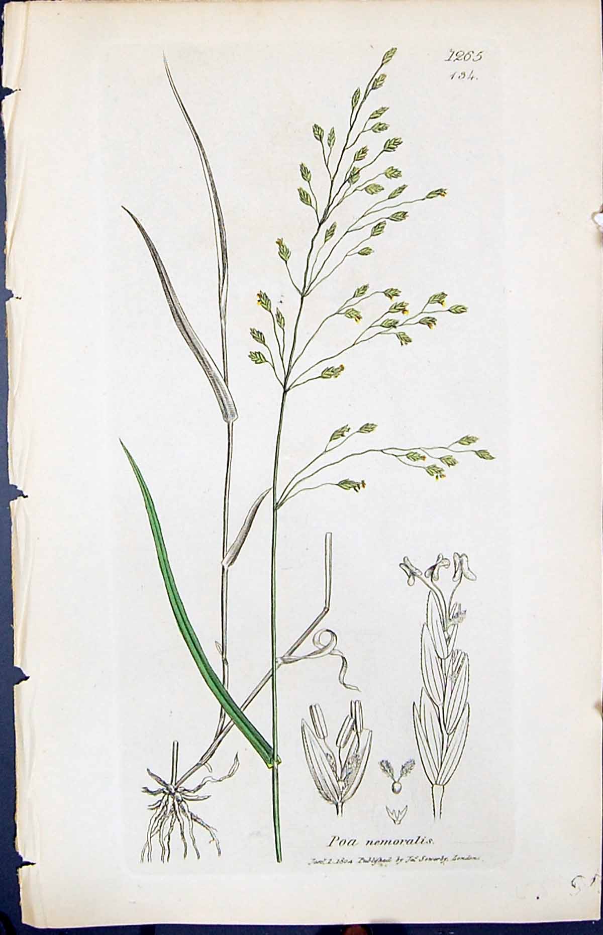 Antique Print Poa Nemoralis Colour Smith Sowerby 1847 British Plants Botany