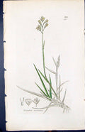 Antique Old Print Triodia Decumbens Smith Sowerby 1847 British Plants Botany