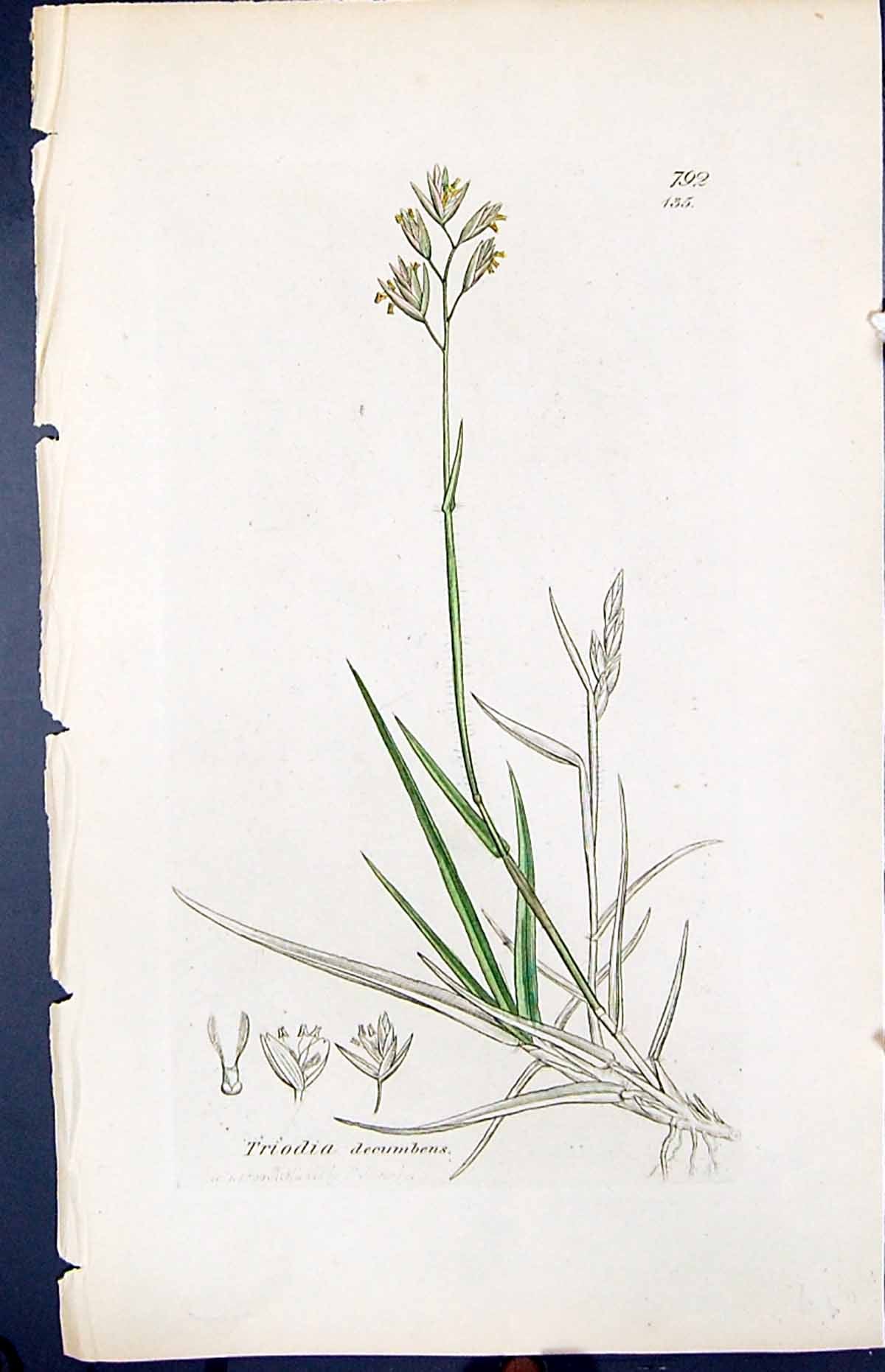 Antique Old Print Triodia Decumbens Smith Sowerby 1847 British Plants Botany