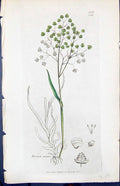 Antique Old Print Briza Minor Colour Smith Sowerby 1847 British Plants Botany