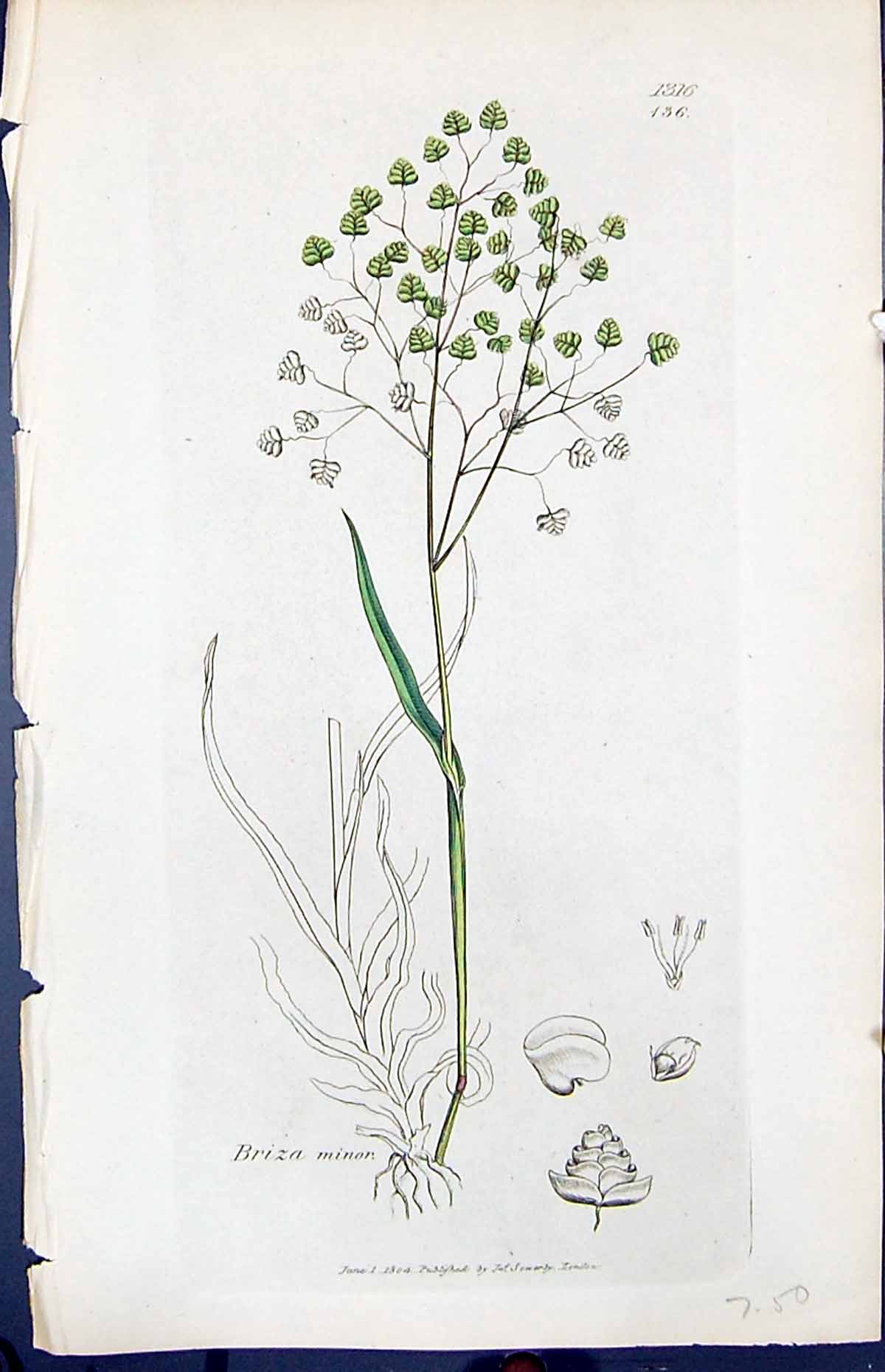 Antique Old Print Briza Minor Colour Smith Sowerby 1847 British Plants Botany