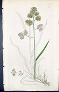Antique Old Print Dactylis Glomerata Smith Sowerby 1847 British Plants Botany