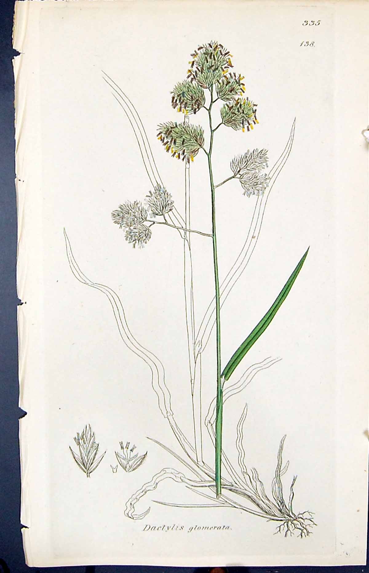 Antique Old Print Dactylis Glomerata Smith Sowerby 1847 British Plants Botany