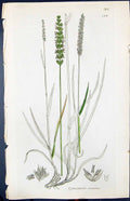 Antique Print Cynosurus Cristatus Smith Sowerby 1847 British Plants Botany 19th