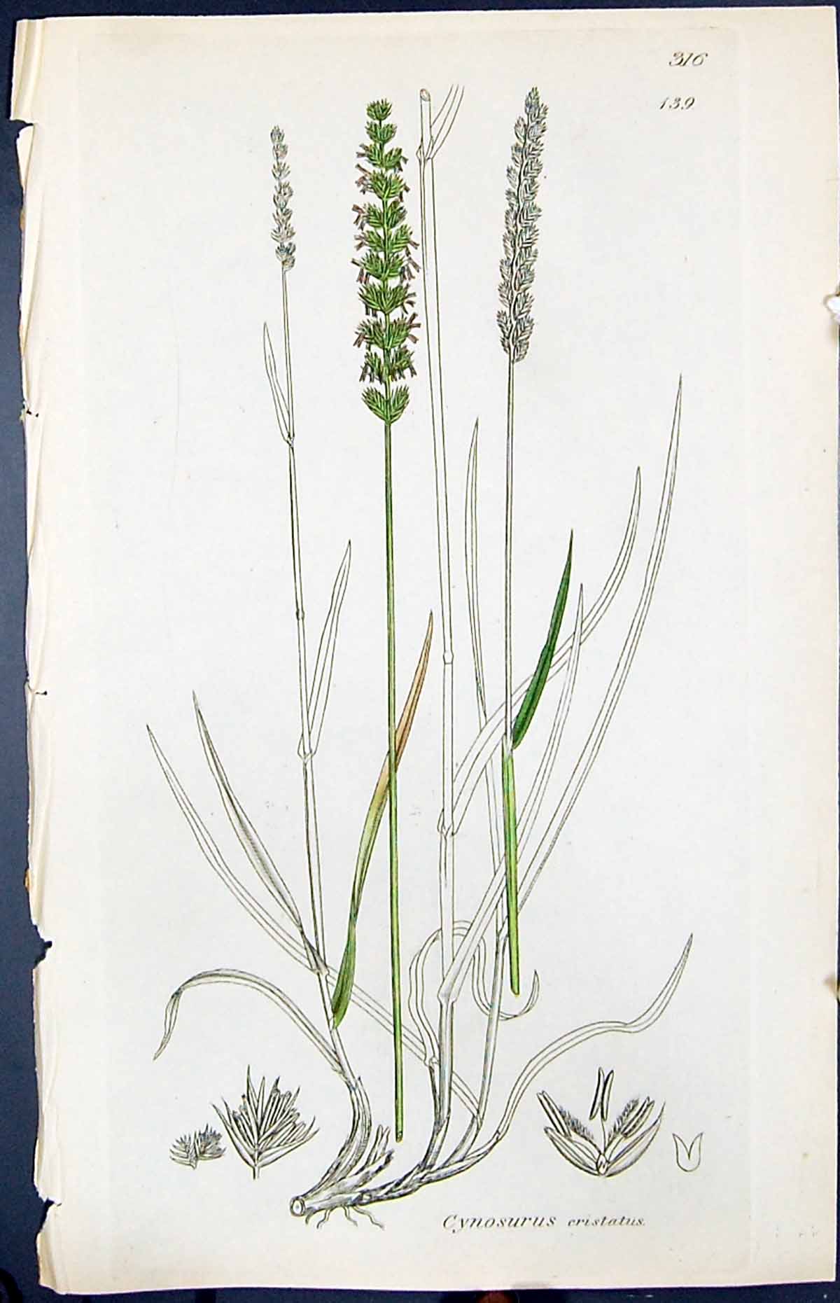 Antique Print Cynosurus Cristatus Smith Sowerby 1847 British Plants Botany 19th
