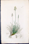 Old Print Festuca Ovina Colour Smith Sowerby 1847 British Plants Botany 19th