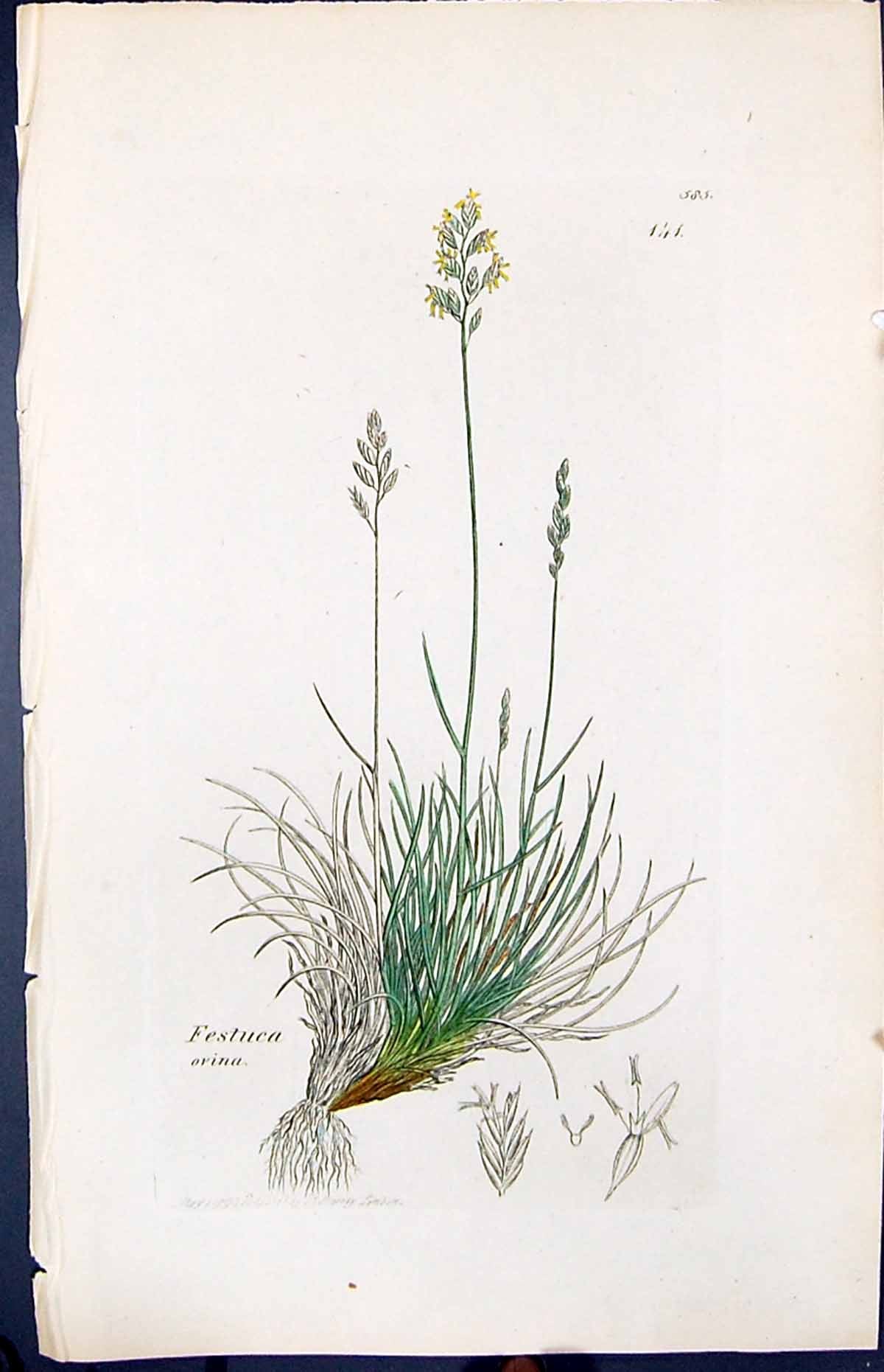 Old Print Festuca Ovina Colour Smith Sowerby 1847 British Plants Botany 19th