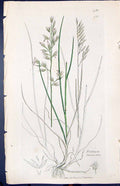 Antique Old Print Festuca Duriuscula Smith Sowerby 1847 British Plants Botany