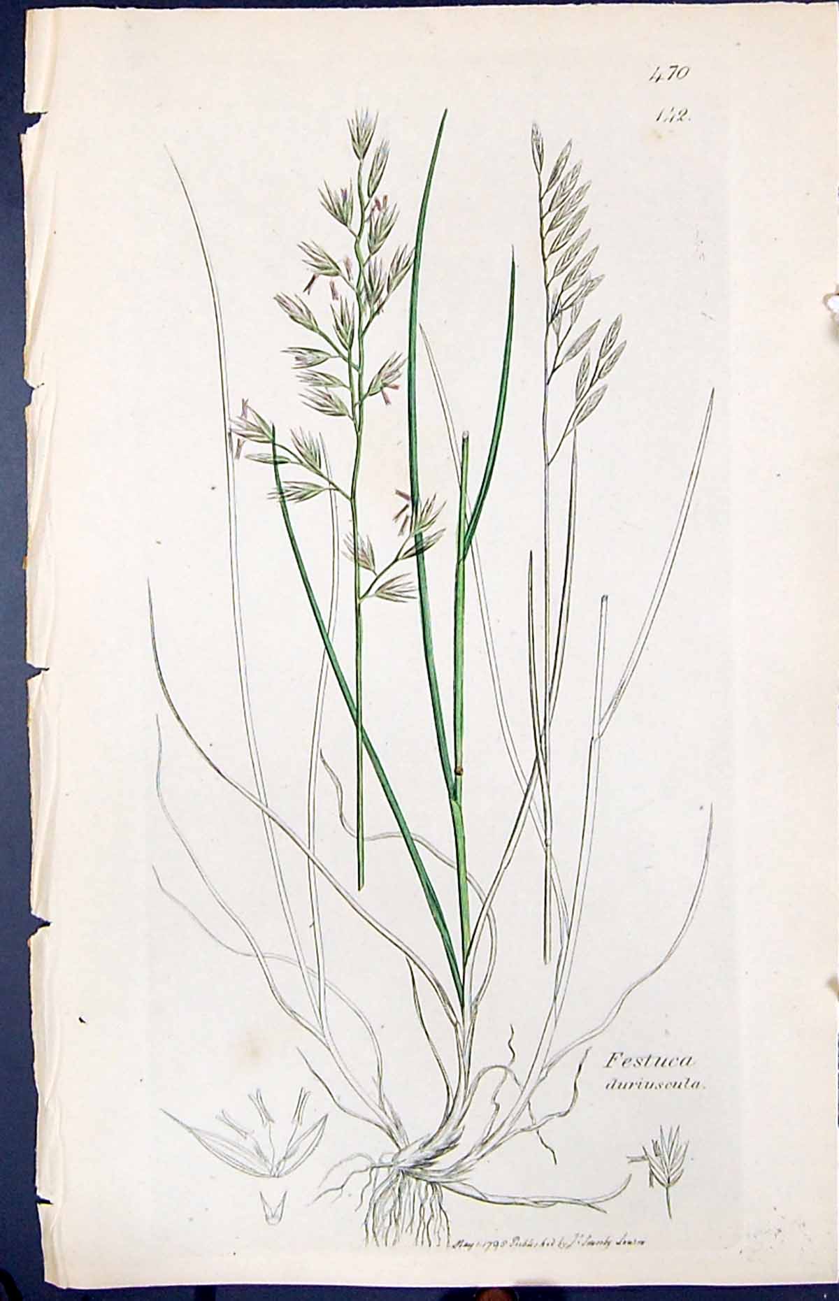 Antique Old Print Festuca Duriuscula Smith Sowerby 1847 British Plants Botany
