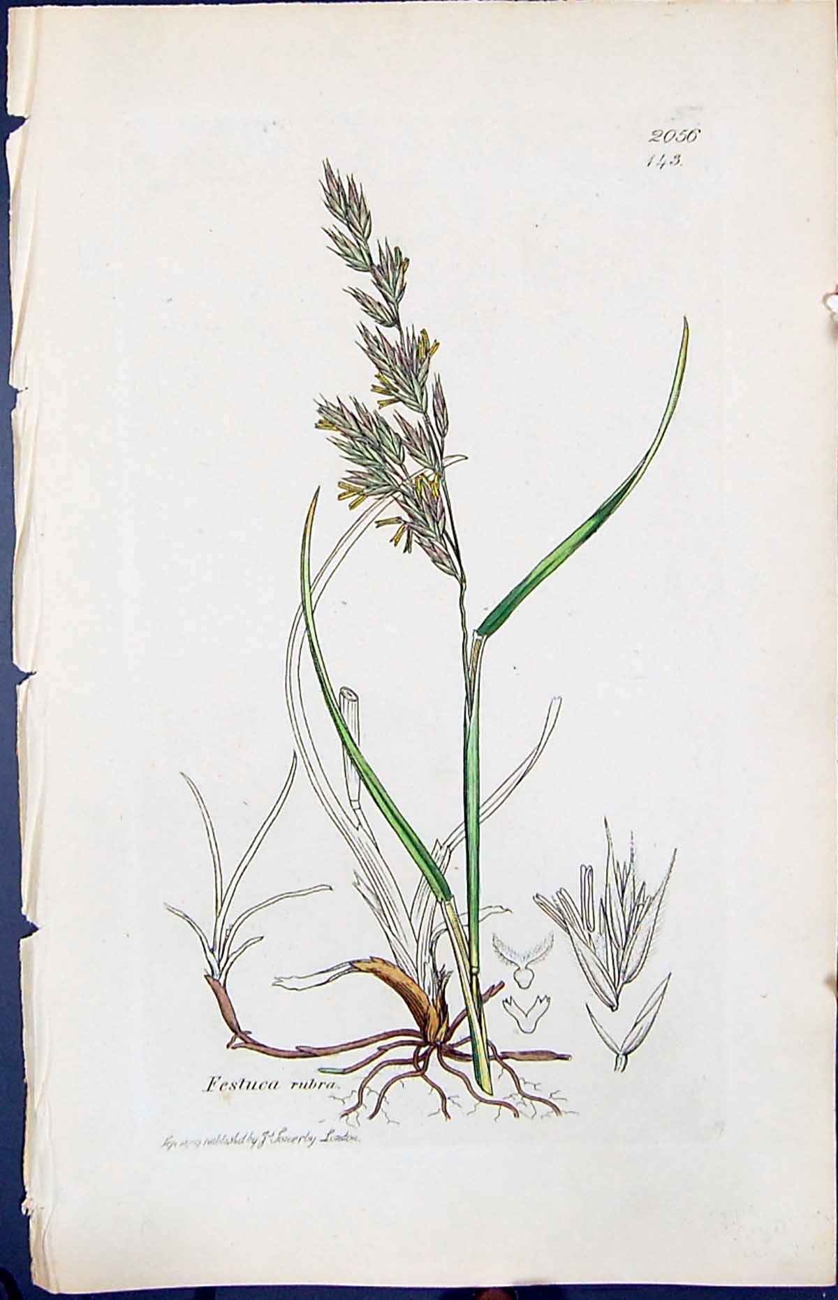 Antique Print Festuca Rubra Colour Smith Sowerby 1847 British Plants Botany
