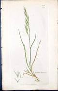 Antique Old Print Festuca Bromoides Smith Sowerby 1847 British Plants Botany