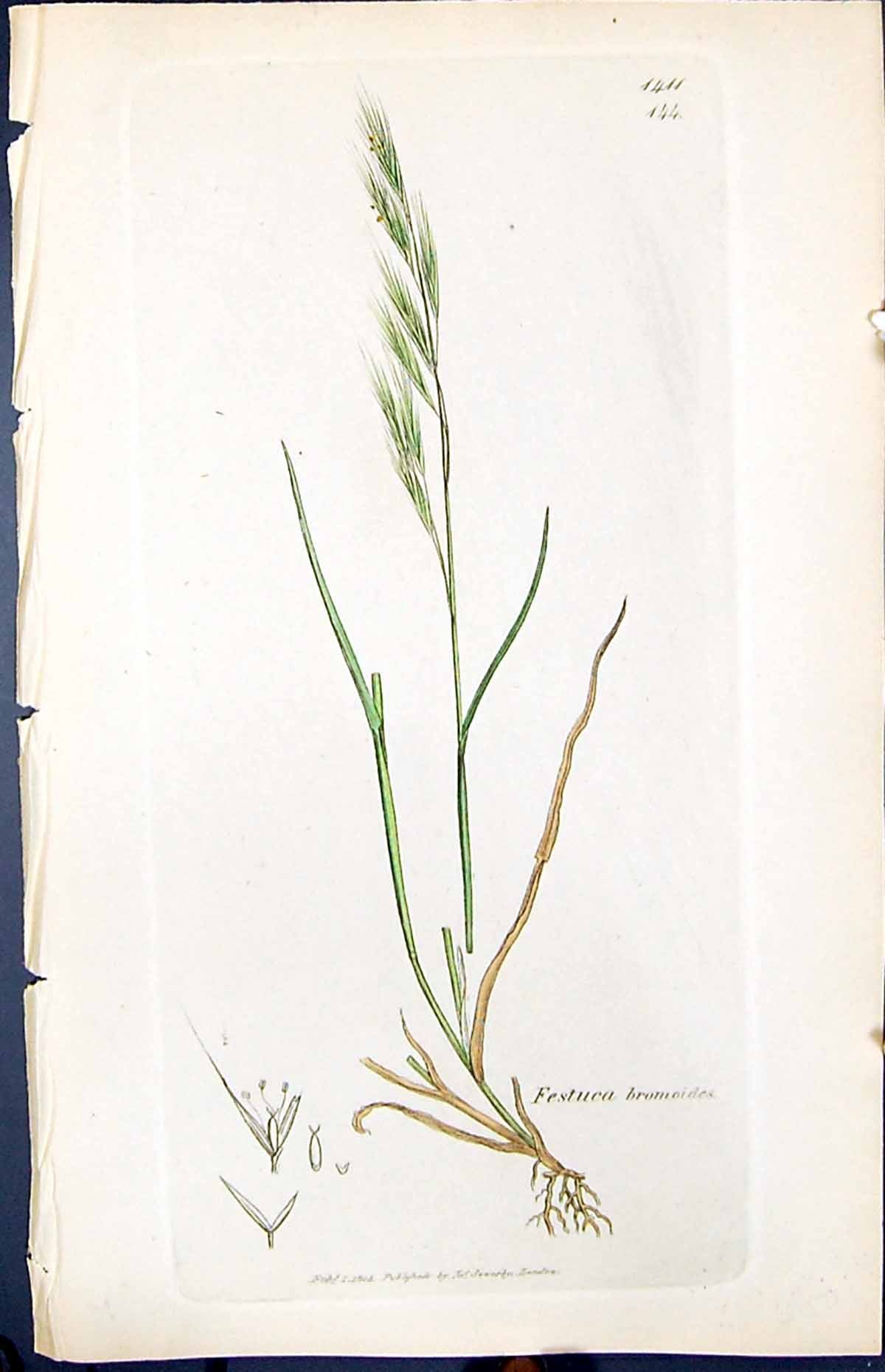 Antique Old Print Festuca Bromoides Smith Sowerby 1847 British Plants Botany