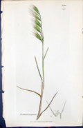 Antique Old Print Festuca Unigulmis Smith Sowerby 1847 British Plants Botany