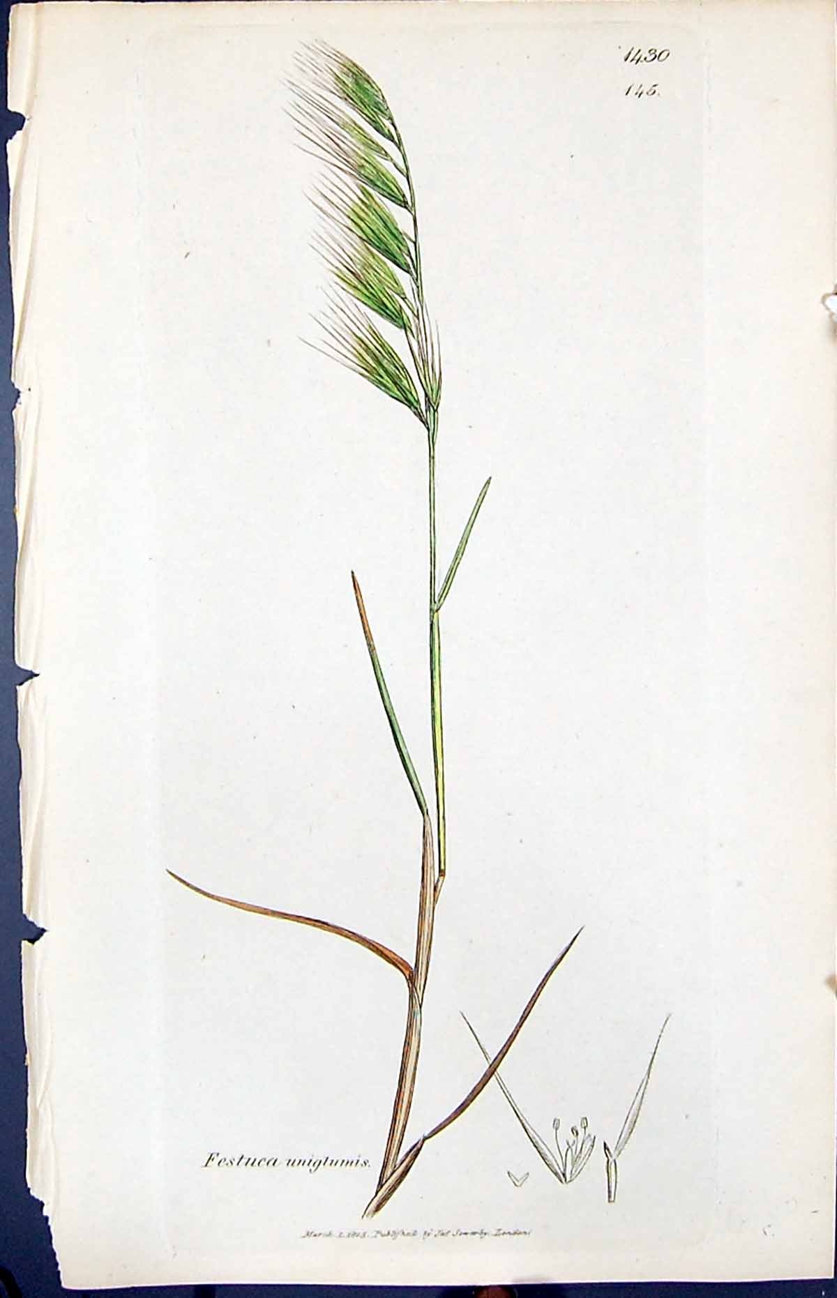 Antique Old Print Festuca Unigulmis Smith Sowerby 1847 British Plants Botany