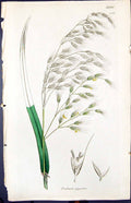 Old Festuca Gigantea Damaged Smith Sowerby 1847 British Plants Botany 19th