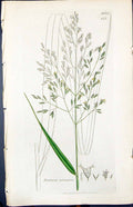 Antique Old Print Festuca Calamaria Smith Sowerby 1847 British Plants Botany