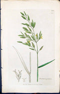 Antique Old Print Festuca Pratensis Smith Sowerby 1847 British Plants Botany