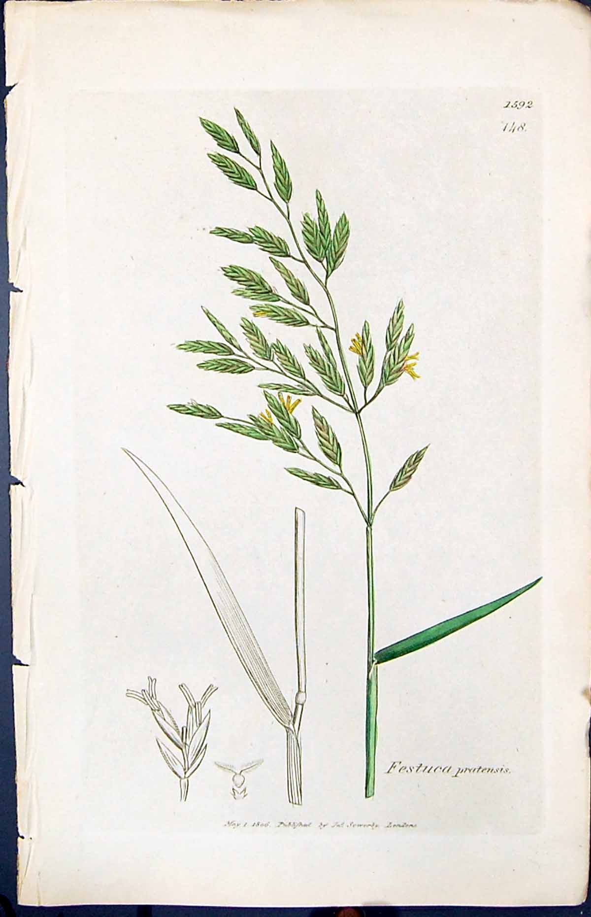 Antique Old Print Festuca Pratensis Smith Sowerby 1847 British Plants Botany
