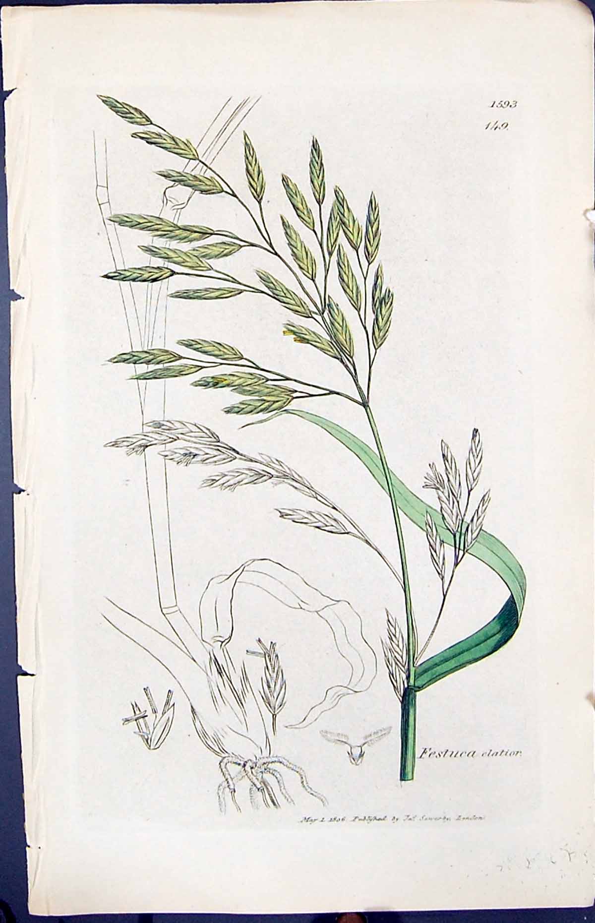 Old Print Festuca Elatior Colour Smith Sowerby 1847 British Plants Botany 19th