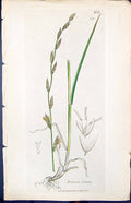 Antique Old Print Festuca Loliacea Smith Sowerby 1847 British Plants Botany