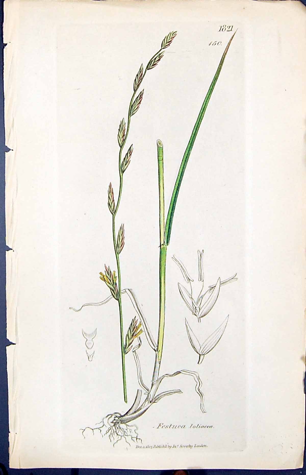 Antique Old Print Festuca Loliacea Smith Sowerby 1847 British Plants Botany