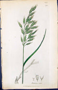 Antique Print Bramus Mollis Colour Smith Sowerby 1847 British Plants Botany