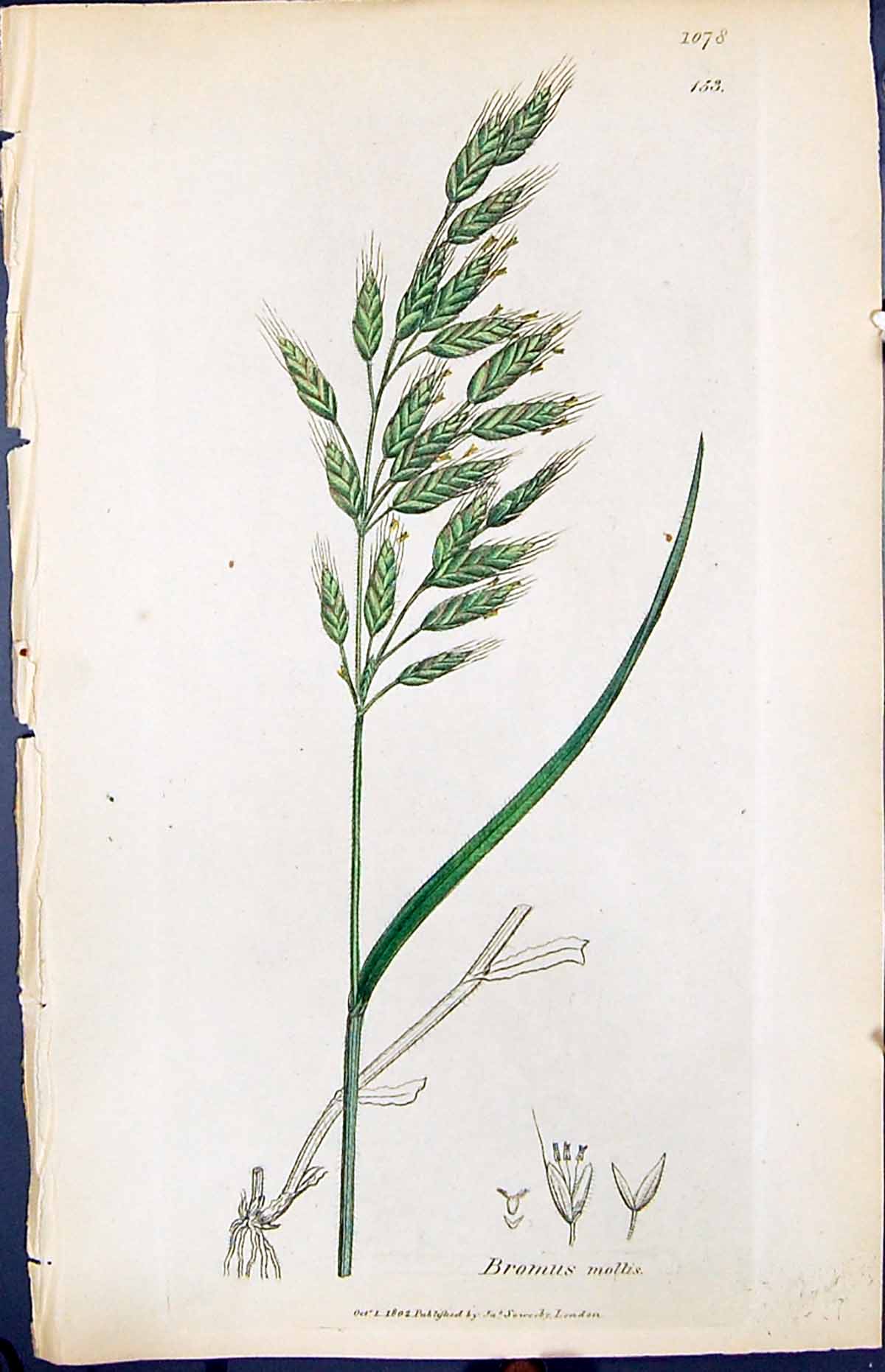Antique Print Bramus Mollis Colour Smith Sowerby 1847 British Plants Botany