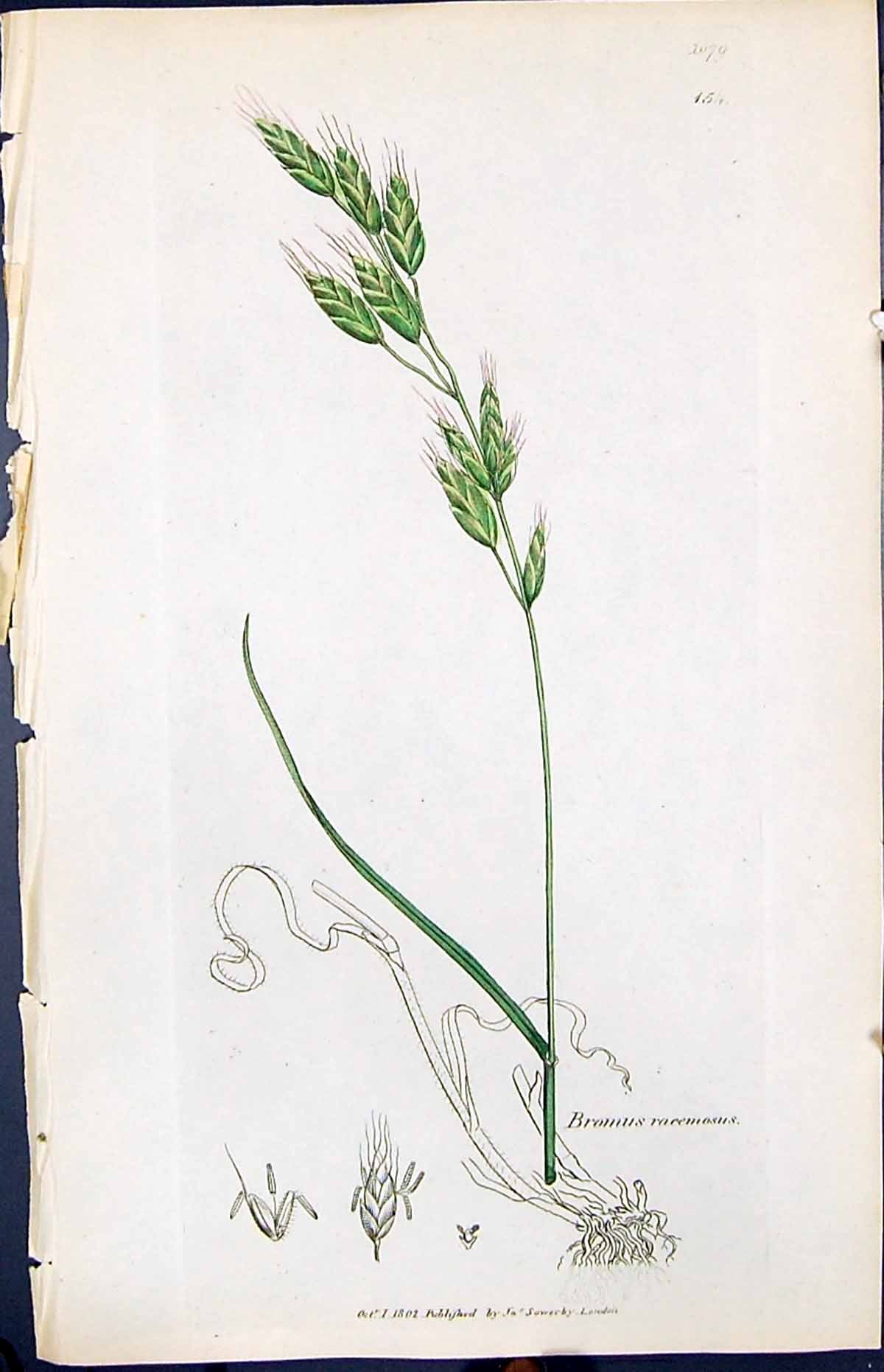 Antique Old Print Bromus Racemosus Smith Sowerby 1847 British Plants Botany
