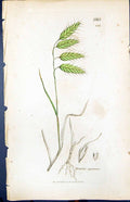 Antique Old Print Bromus Squarrosus Smith Sowerby 1847 British Plants Botany