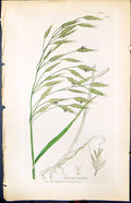 Old Print Bromus Arrensis Colour Smith Sowerby 1847 British Plants Botany 19th