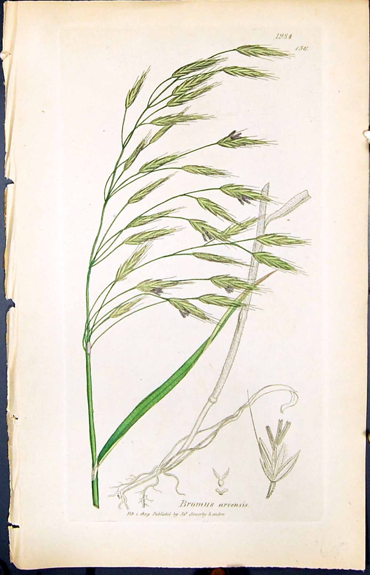 Old Print Bromus Arrensis Colour Smith Sowerby 1847 British Plants Botany 19th